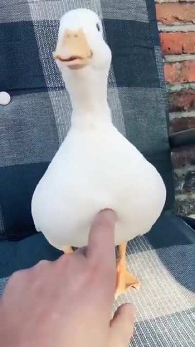 örmdek
