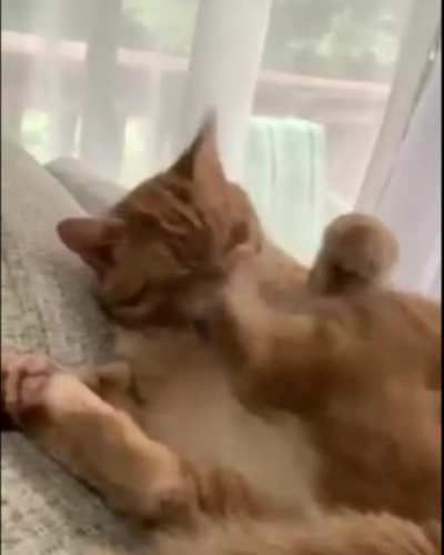 C A T