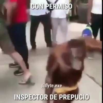 Inspección de prepucio