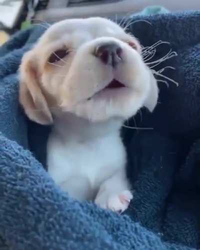 Немного милоты