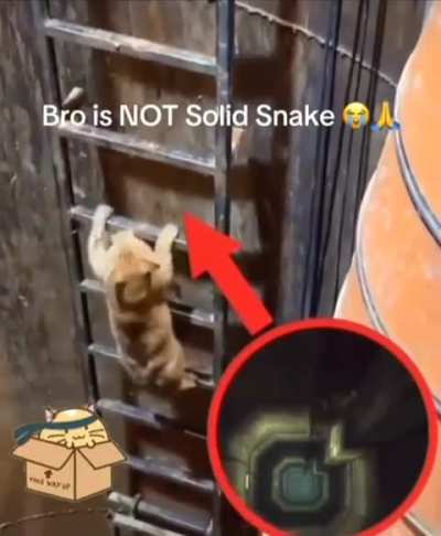 Snake is solid