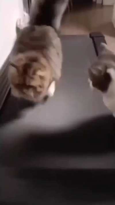 there are things cats can't do
