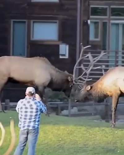 🔥 Two Bull Elks sparring.