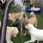 Here we have two types of dogs