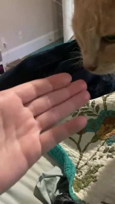 My poor dumb boy does not understand why my fingers smell like turkey, if not turkey