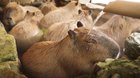 Capybara Paradise
