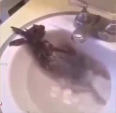 Just a normal rabbit taking a bath