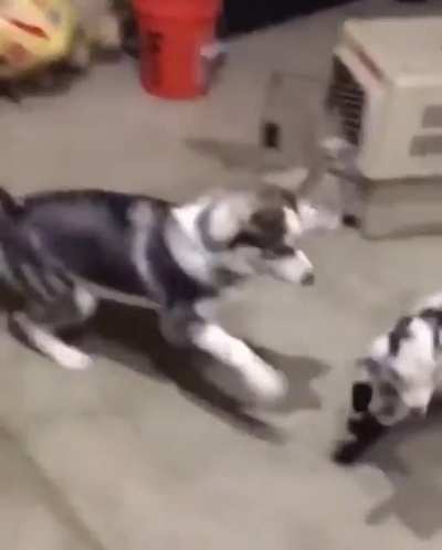Goat having second thoughts…