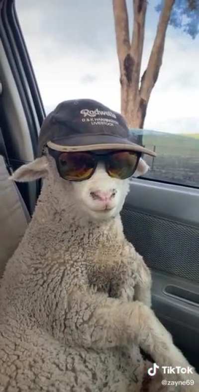 He’s looking a bit sheepish