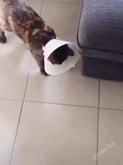 Кот по кличке 
