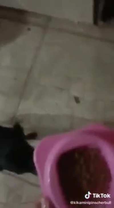 cute dog