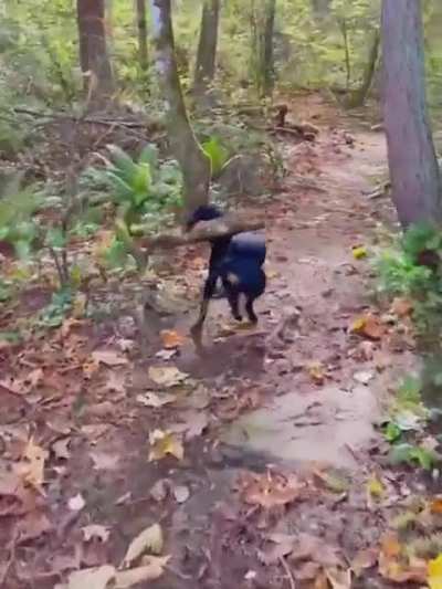JoJo the Adventure Pup and his big stick adventures