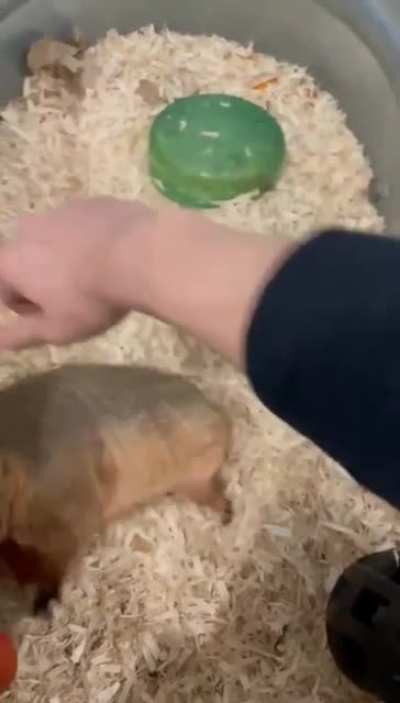 Ну погладь броненосца