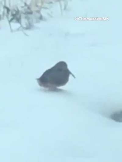 bonk