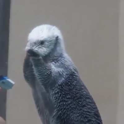 Checking a sea otter’s temperature