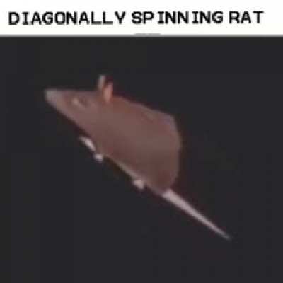 rat.