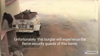 Dog saves property from being theft!