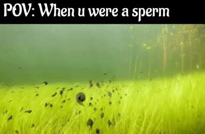 Swim for your life!