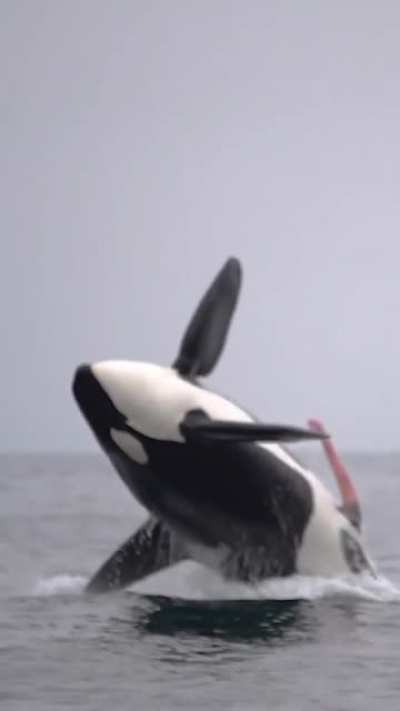 “Let’s go whale watching! It’ll be fun!”
