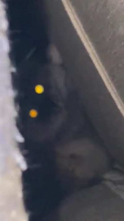 My two younger brothers made a fort for our cat, then attempted to record her...