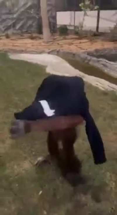 Gentleman monkey
