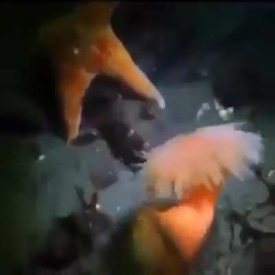 LEWD WARNING (rule)