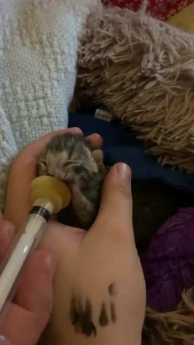 As requested, a video of feeding time for the criminal Princess Evie