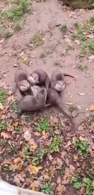 Выдрята