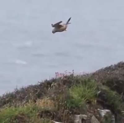 Hover Control Option of a Bird!