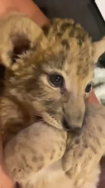 Most big cats aren't born with murder mittens, but instead sharpen their nails with their teeth