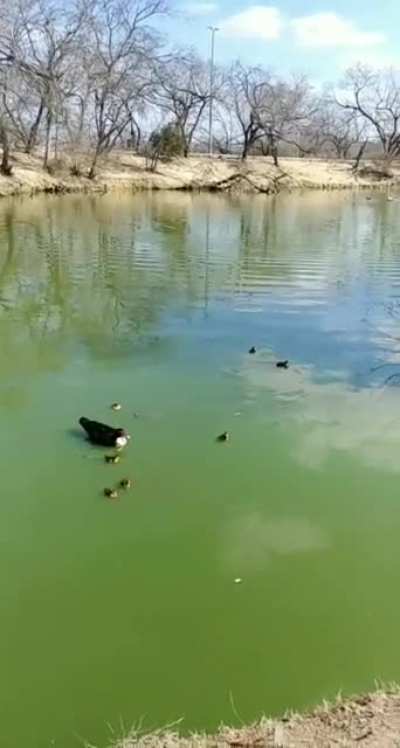 Duckin' Turtles