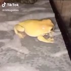 Scratchy Froggo
