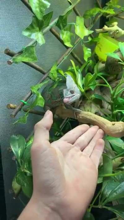 man has a cool chameleon check it out