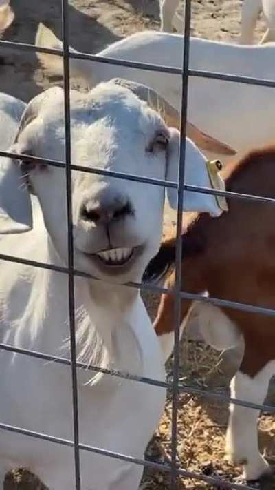 This goat smiling for the camera