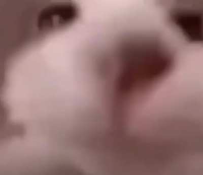Cat loved you