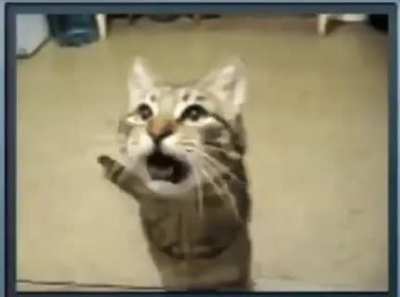 gato.