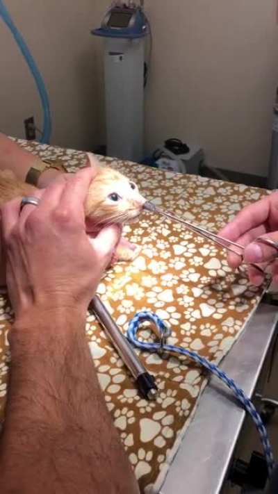 My friend works at a vet’s clinic and sent me this the other day. It’s the stuff of nightmares.