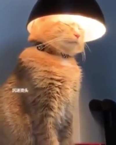 Curvei-se diante do sábio felino