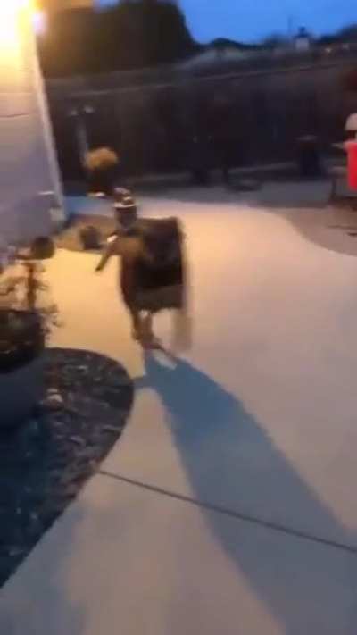 Doggo has a fall