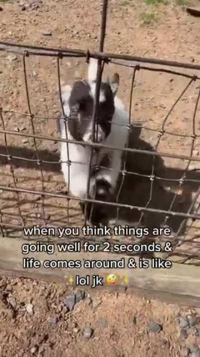 not so friendly goat