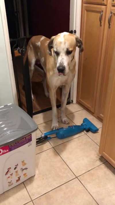 Guess I didnt need super tall baby gates when a fallen vacuum would do the job🤦🏻‍♀️ Why are Danes so ridiculous! His Maltese brother doesn’t see what the big deal is🤣 Both have crossed over the 🌈 bridge 🖤