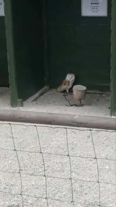 Angry Owl Gives Big Scream