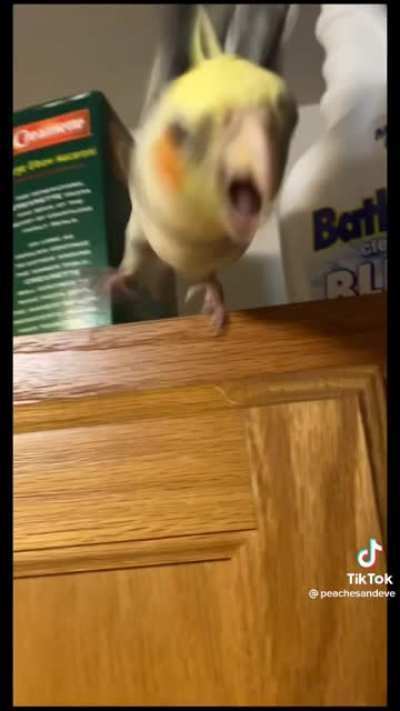Feather Missile