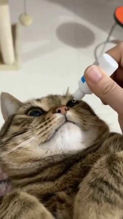 That cat takes eye drops better than I do.