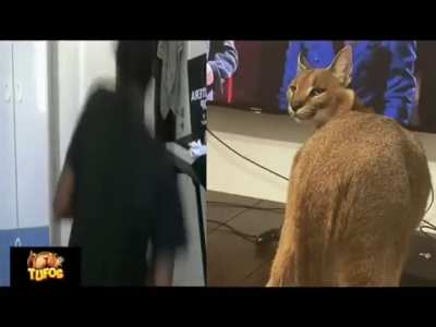 ThicccccccccPpa