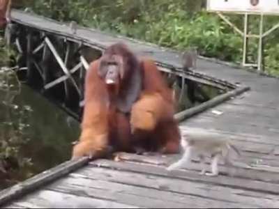 IIIIIIIIIII-