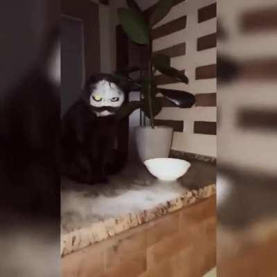 Cat sneezes into a bowl of flour.
