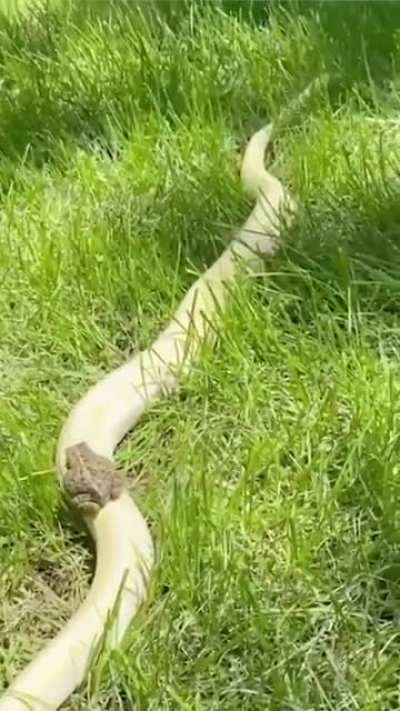 Frog slip n slide