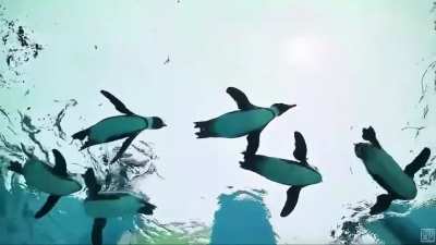 Happy World Penguin Day🐧