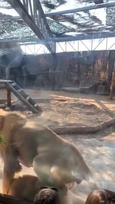 Alpha lion with power moves makes dad question his parenting